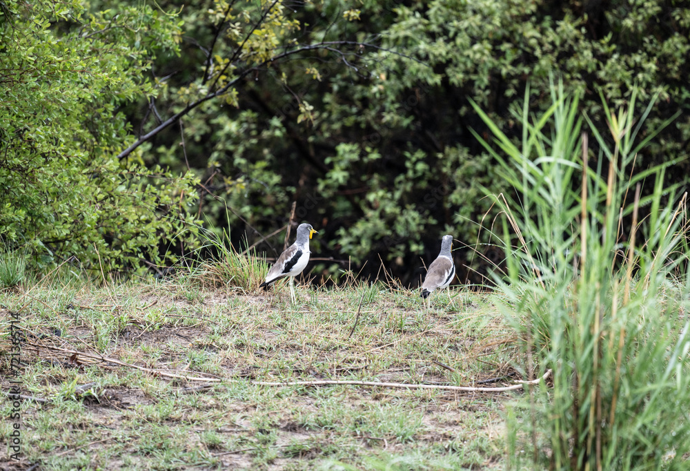 African gray sandpiper runs on the ground near water looking for food in natural conditions in Kenya African gray sandpiper runs on the ground near water looking for food in natural conditions in Kenya