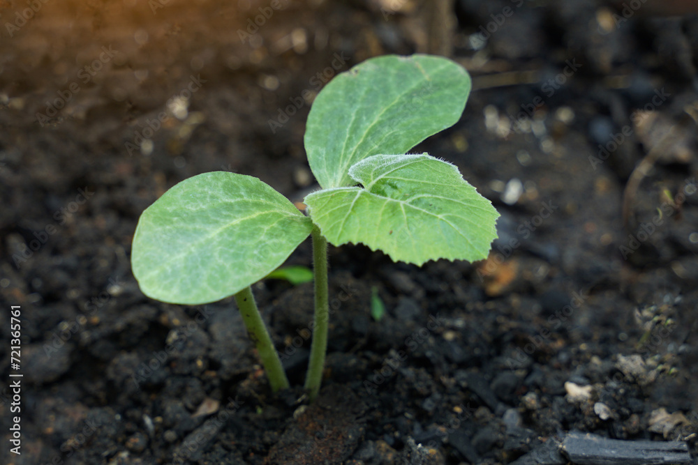 Pumpkin seedlings that emerge from the soil are small, strong seedlings ready to grow and bear fruit. Soft and selective focus. Pumpkin seedlings that emerge from the soil are small, strong seedlings ready to grow and bear fruit. Soft and selective focus.