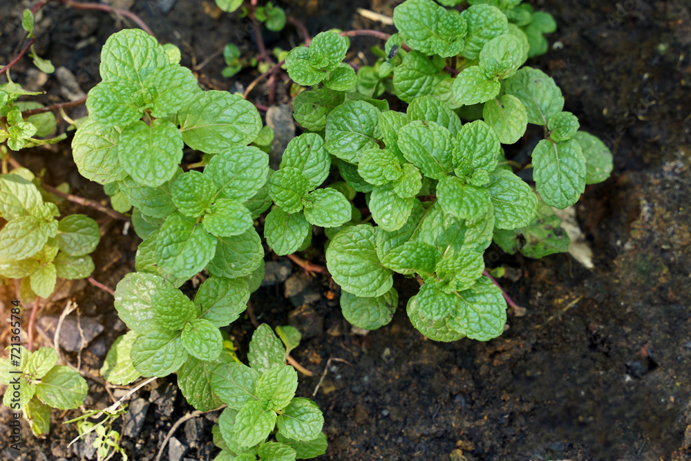 Kitchen Mint is a plant with creeping stems and young leaves. It is used as a vegetable for dipping in chili paste or eaten as a fresh vegetable. The essential oil from the leaves helps to refresh. Kitchen Mint is a plant with creeping stems and young leaves. It is used as a vegetable for dipping in chili paste or eaten as a fresh vegetable. The essential oil from the leaves helps to refresh.