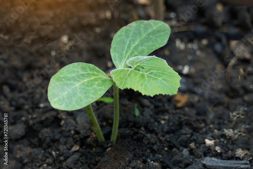 Pumpkin seedlings that emerge from the soil are small, strong seedlings ready to grow and bear fruit. Soft and selective focus.