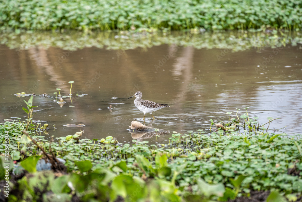 African gray sandpiper runs on the ground near water looking for food in natural conditions in Kenya