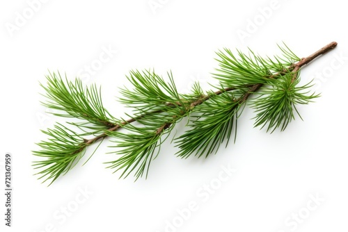 Christmas tree twig on white background