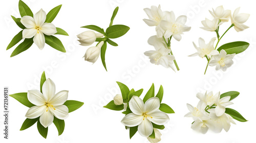 Aromatic Floral Elegance     Transparent Background Jasmine Set for Perfume and Essential Oil Concepts  Beautifully Cut-Out for Garden Design  Top View and 3D Illustrations