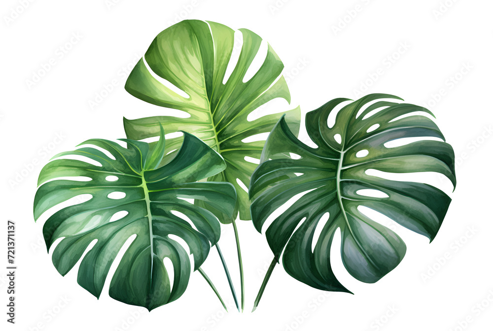 watercolor vector Set of tropical leaves. Variety. Ornamental plants. Banana leaves. Transparent background