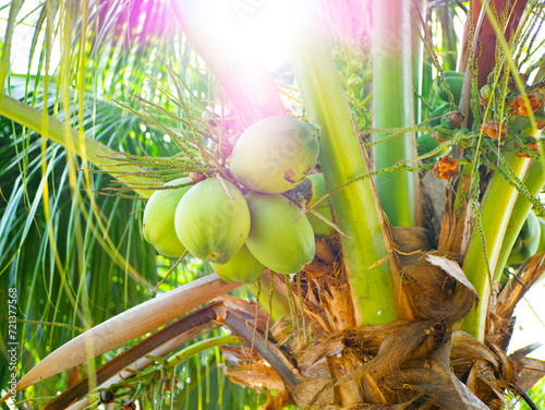 coconut tree with fresh coconuts in Thailand