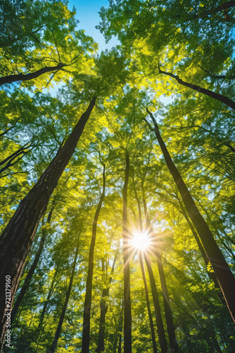 Nature forest, trees growing upward to the sun. Background