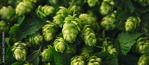 Crafting the Perfect Hops-Infused Beer: Hops, Beer, and More Hops Make this Brew an Unforgettable Beer Experience