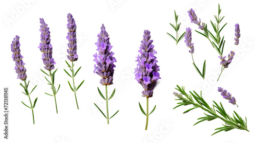 Captivating Lavender Collection: Stunning Flowers, Buds, and Leaves in Transparent PNG Digital Art - Perfect for Perfume, Essential Oil, and Garden Design