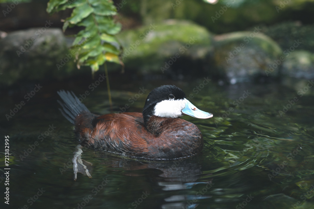 Fototapeta premium Duck in lake