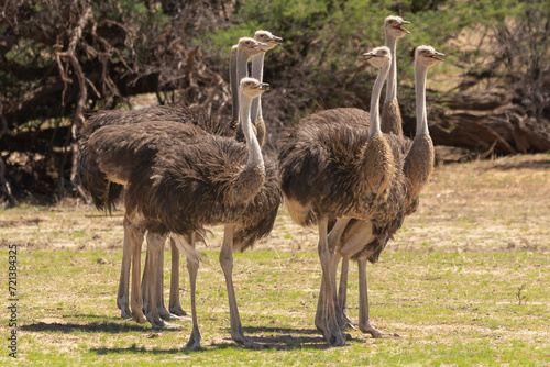 Herd of common ostriches - Struthio camelus (australis) on green grass. Photo from Kgalagadi Transfrontier Park in South Africa.