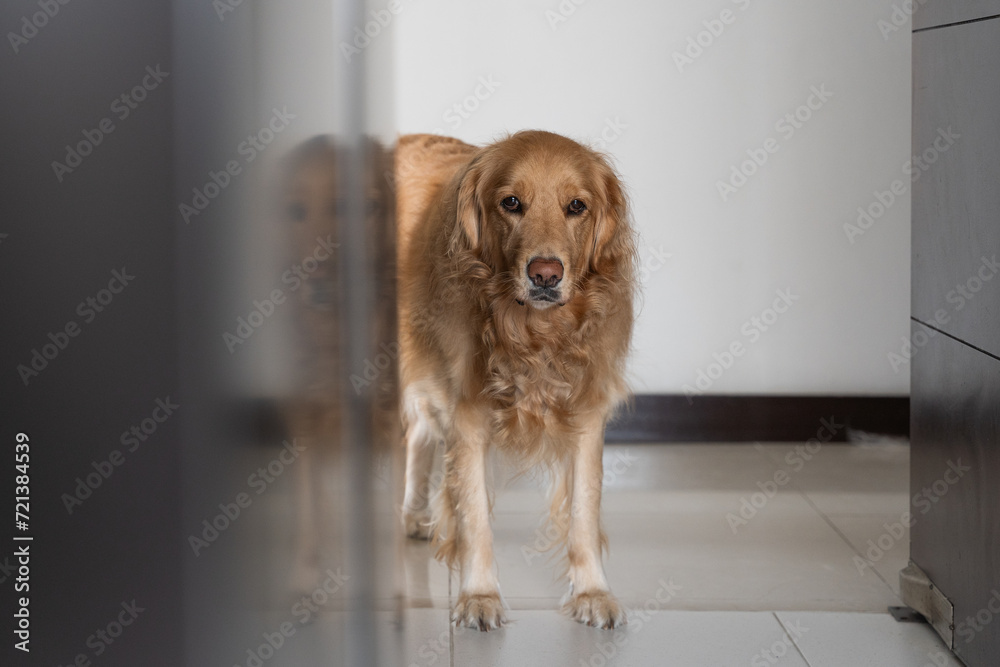 Adorable Gaze: Golden Retriever Welcoming. A golden retriever stands at the entrance of a room, gazing tenderly and attentively at the camera