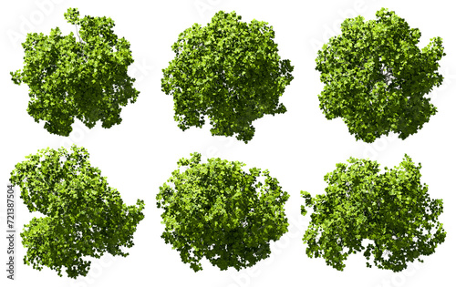 Aerial top view jungle trees for landscape on transparent backgrounds 3d render png file