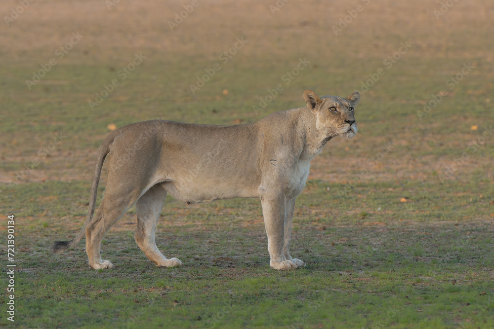 Lonely lioness - (Panthera leo - lion female) staying on green grass at Kgalagadi Transfrontier Park in South Africa. Lonely lioness - (Panthera leo - lion female) staying on green grass at Kgalagadi Transfrontier Park in South Africa.