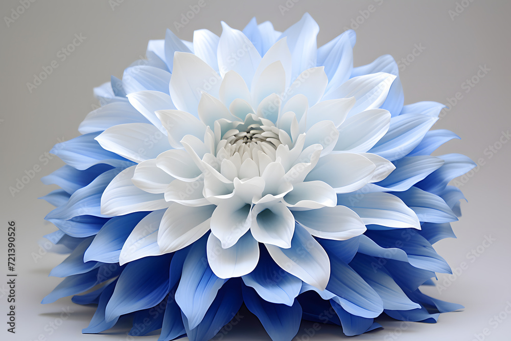 Obraz premium blue white dahlia flowe