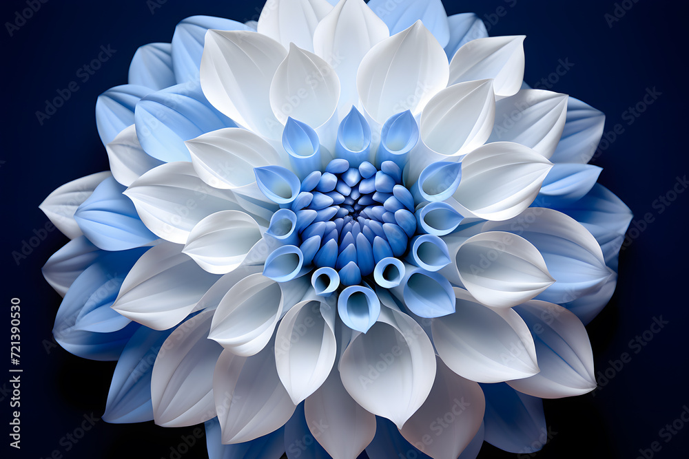 blue white dahlia flowe