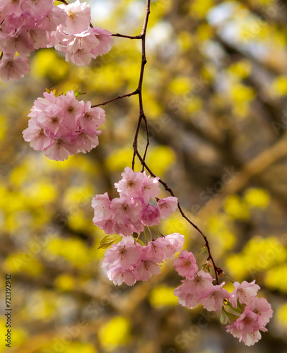 pink cherry tree branch at spring .