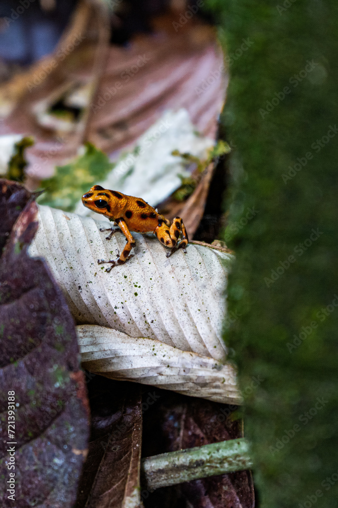 Orange Strawberry poison-dart frog Oophaga pumilio with black sitting on white leaf in Bastimentos jungle forest in Panama vertical format Orange Strawberry poison-dart frog Oophaga pumilio with black sitting on white leaf in Bastimentos jungle forest in Panama vertical format