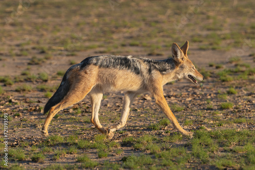 black-backed jackal  silver-backed jackal - Lupulella mesomelas going on ground. Photo from Kgalagadi Transfrontier Park in South Africa.