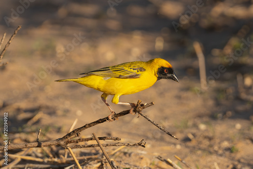 Southern masked weaver, African masked weaver - Ploceus velatus perched at brown background. Photo from Kgalagadi Transfrontier Park in South Africa. photo