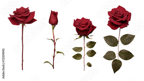 Top View Floral Beauty: Maroon Roses and Garden Elements Isolated on Transparent Background – Perfect for Digital Art and Perfume Design
