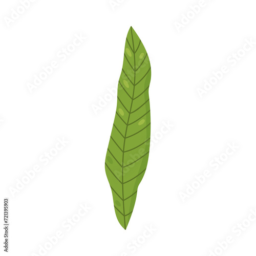 Tropical banana leaf isolated on white background. Vector hand-drawn illustration. Perfect for logo  cards  decorations  various designs. Botanical clipart.