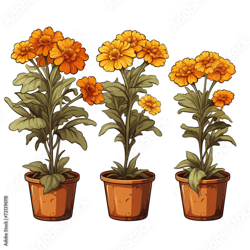 Marigold flowers illustration on transparent background © zenith