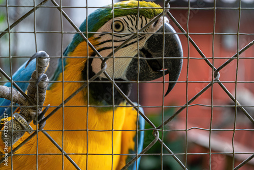  Beautiful yellow and blue macow behind fence in captivity in Panama claw holding on mesh photo