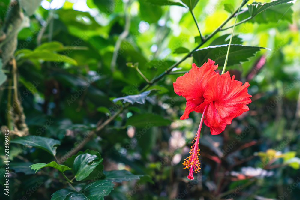 Bright red flower of hibiscus with dark green foilage background in Panama Bright red flower of hibiscus with dark green foilage background in Panama