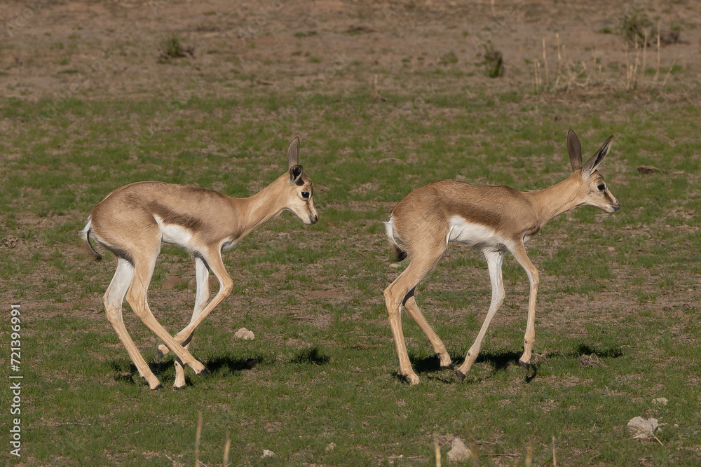 Fototapeta premium Two springbok, springbuck goatlings - Antidorcas marsupialis on green grass. Photo from Kgalagadi Transfrontier Park in South Africa. 