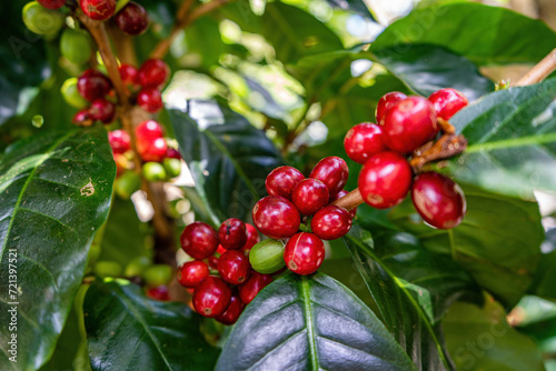 Foto Coffee tour showing coffee plant with ripe red fruits on a coffee bush in panama