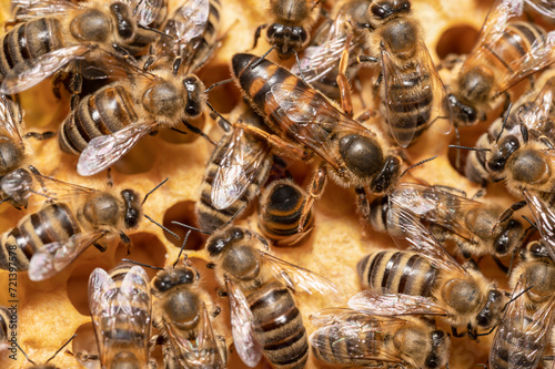 Królowa pszczół na plastrze. Matka pszczela i jej świta. Królowa pszczela w ulu. Plaster czerwiu pszczelego. Rodzina pszczela i jej królowa. 