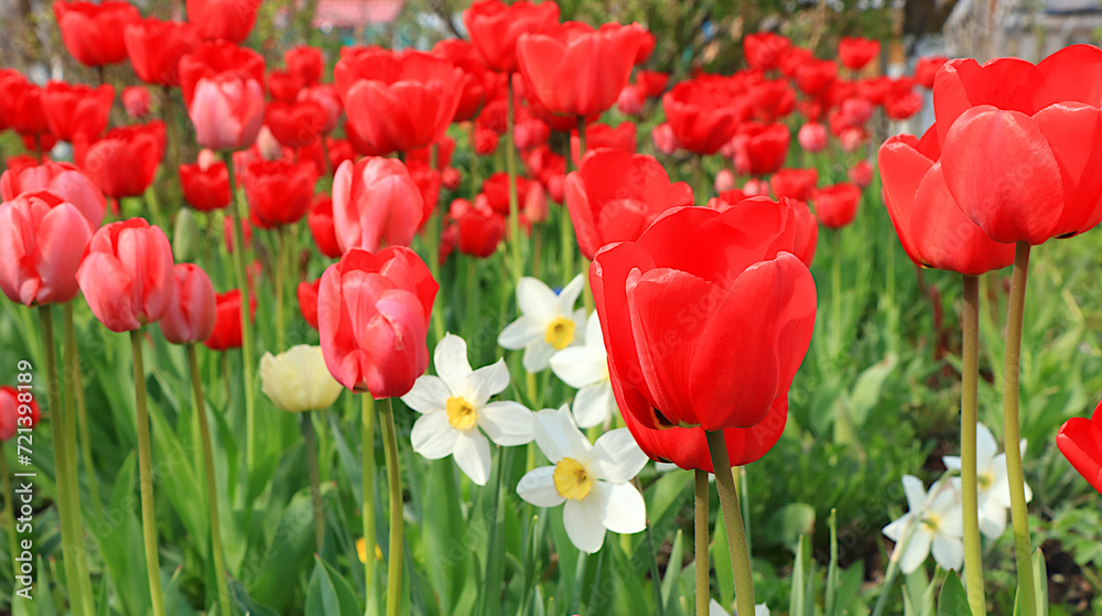 Fototapeta premium Delicate wild tulips in the spring garden.Abstract floral background,banner.The concept of the arrival of spring,floral card,template for design,