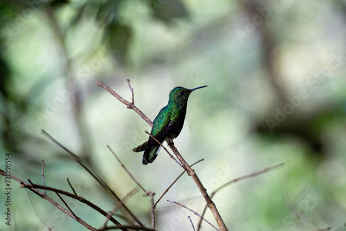 Green shimmering hummingbird looking right sitting on branch as central object in jungle of Panama near Hornito