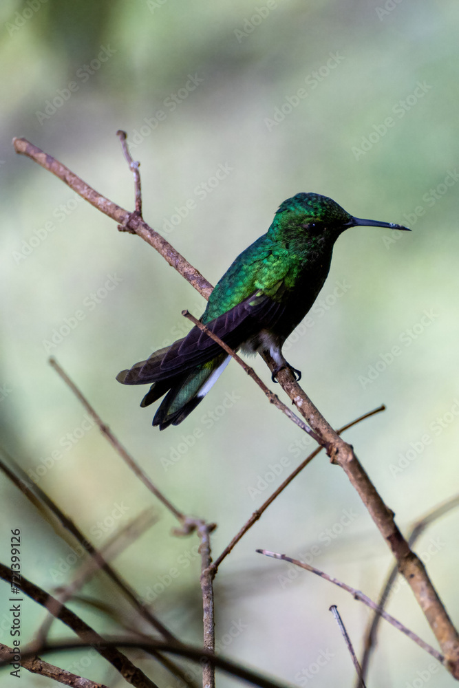 Magnification shot of hummingbird with green shimmering feathers sitting on branch in panamanean jungle Magnification shot of hummingbird with green shimmering feathers sitting on branch in panamanean jungle