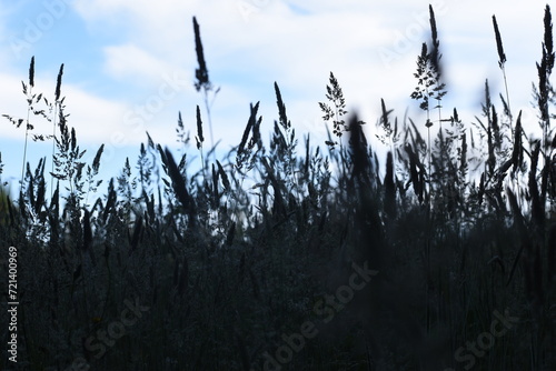 Grass in contrast to the blue sky 