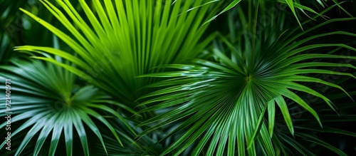 Vibrant Green Palm Leaf - A Lush and Refreshing Image with Multiple Green Palm Leafs for a Stunning Visual Impact