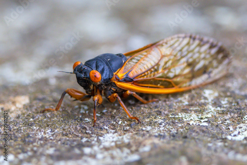 Periodical Cicada