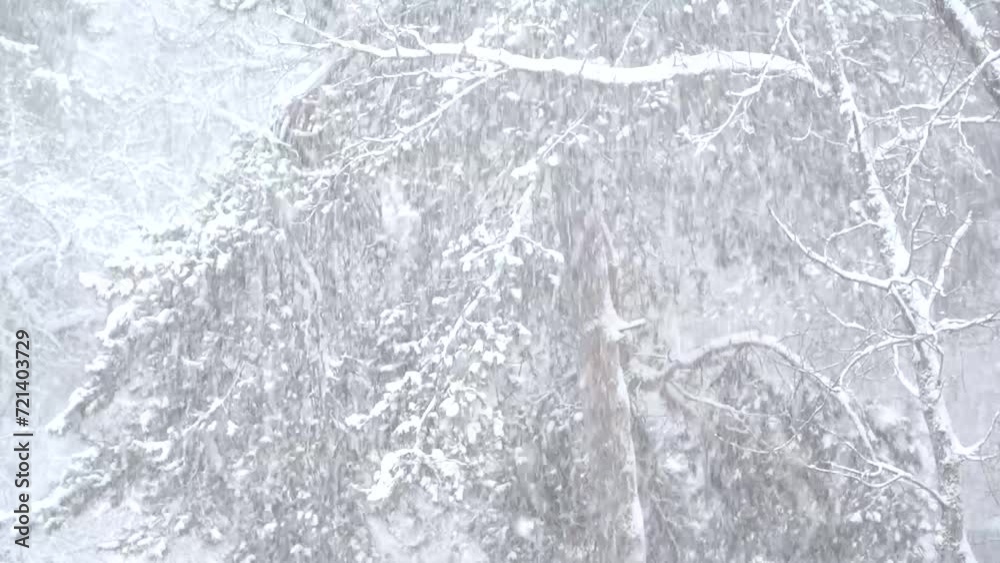 heavy snowfall in the forest. blizzard. pine trees in the snow heavy snowfall in the forest. blizzard. pine trees in the snow