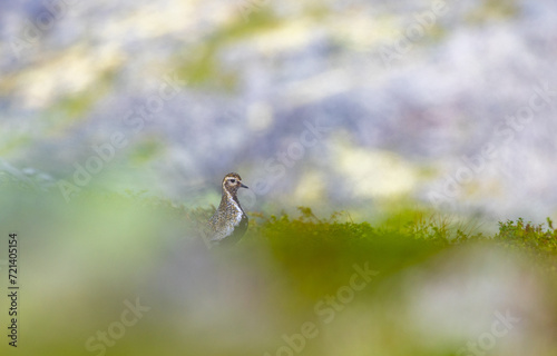 Bird in mountain  © Andre