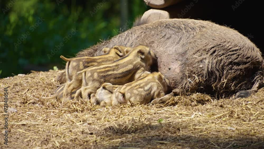 Baby piglets drinking from their mother udder. Baby piglets drinking from their mother udder.