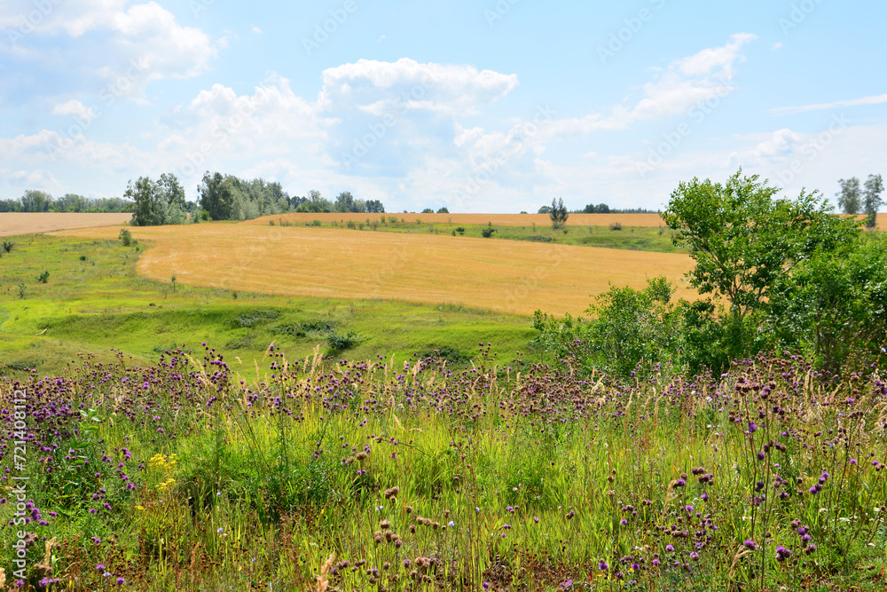 yellow and green fields with blooming purple flowers copy space