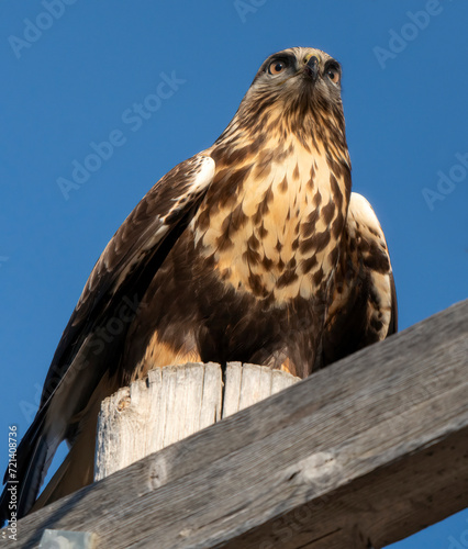 Rough Legged Hawk