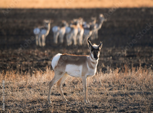 Pronghorn Antelope Saskatchewan