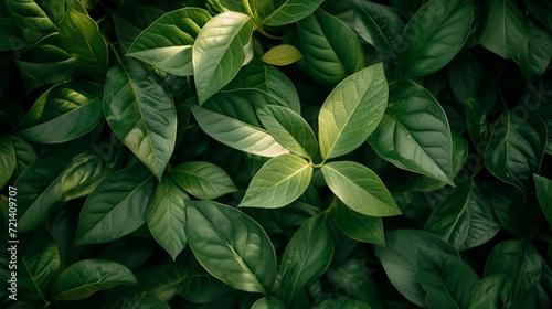 Dark green leaf texture, Natural green leaves using as nature background wallpaper or tropical leaf cover page © Ahtesham