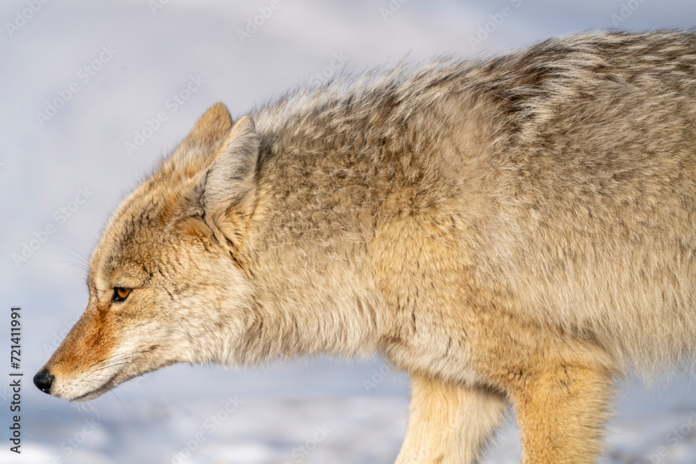 Fototapeta premium Prairie Coyote Canada