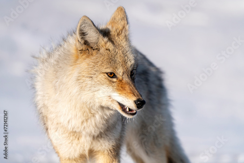 Prairie Coyote Canada © pictureguy32