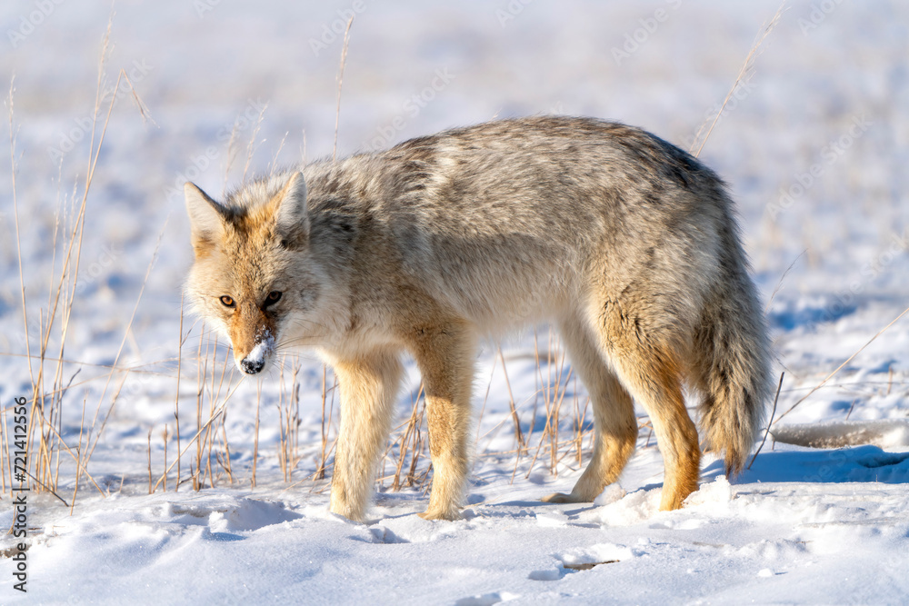 Fototapeta premium Prairie Coyote Canada
