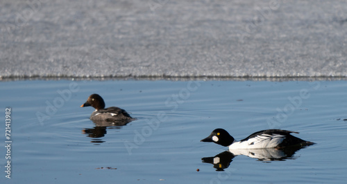 Merganser in Saskatchewan