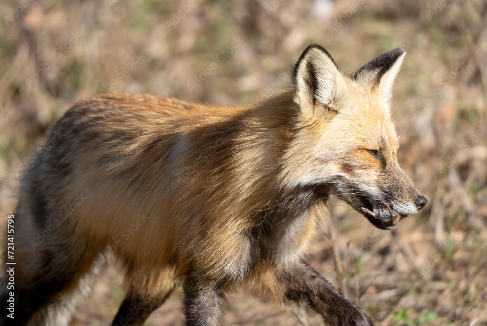 Obraz premium Fox Hunting Canada