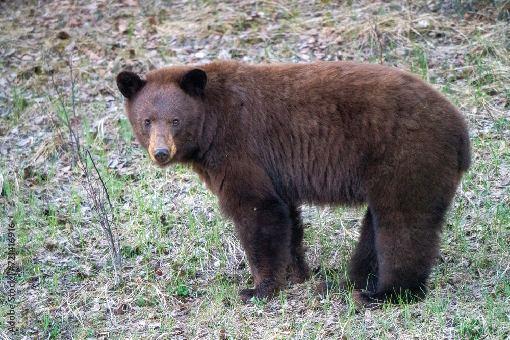 Cinnamon Black Bear Cinnamon Black Bear